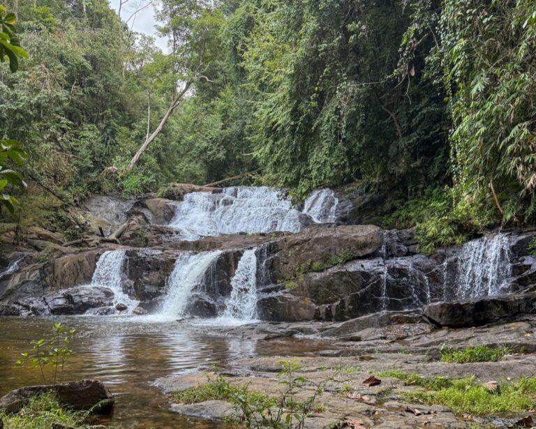 Sinharaja Forest